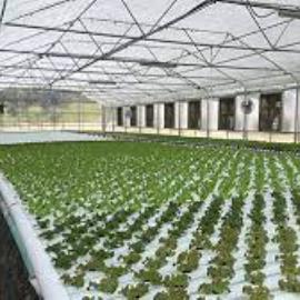 Commercial Hydroponic Systems and Food Security: Impact and Potential